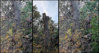 Taglio di una quercia secolare, protestano i residenti: "Era malata ma andava curata, non abbattuta"